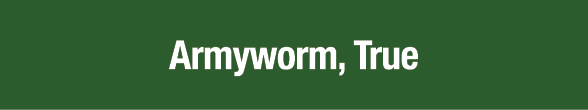 Armyworm, True