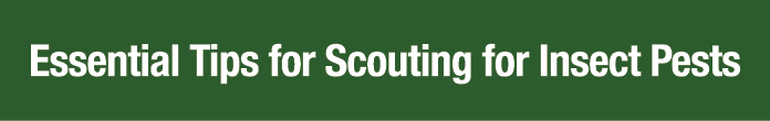 Essential Tips for Scouting for Insect Pests