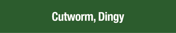 Cutworm, Dingy