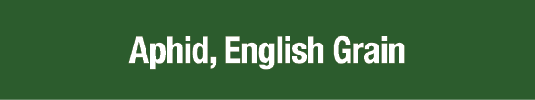 Aphid, English Grain