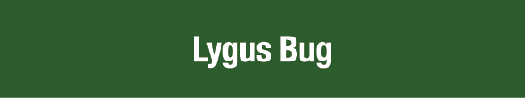Lygus Bug