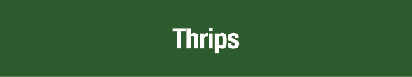 Thrips