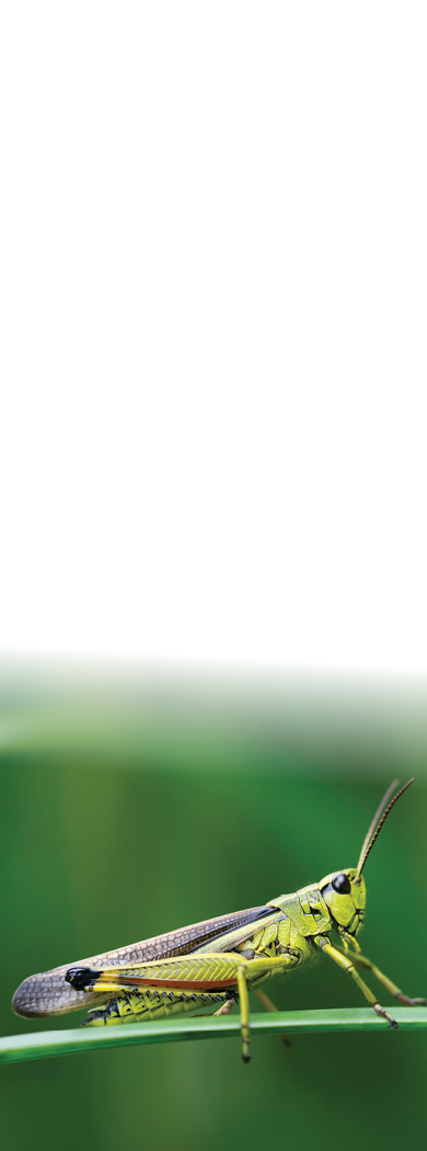 Large marsh grasshopper (Stethophyma grossum), a threatened insect species typical for wet meadow and marsh 