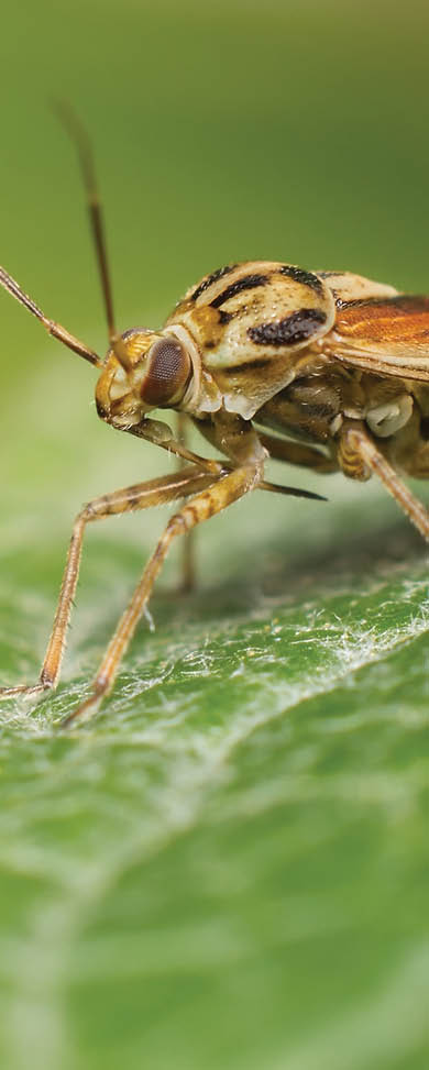 The tarnished plant bug in detail (Lygus lineolaris)