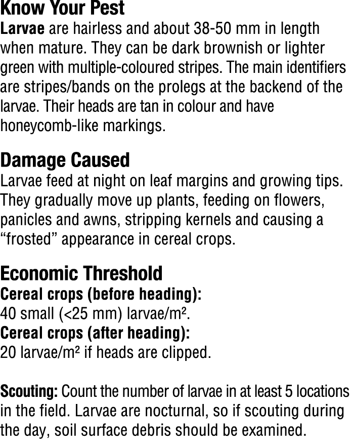 Know Your Pest​ Larvae are hairless and about 38 50 mm in length when mature. They can be dark brownish or lighter gr...