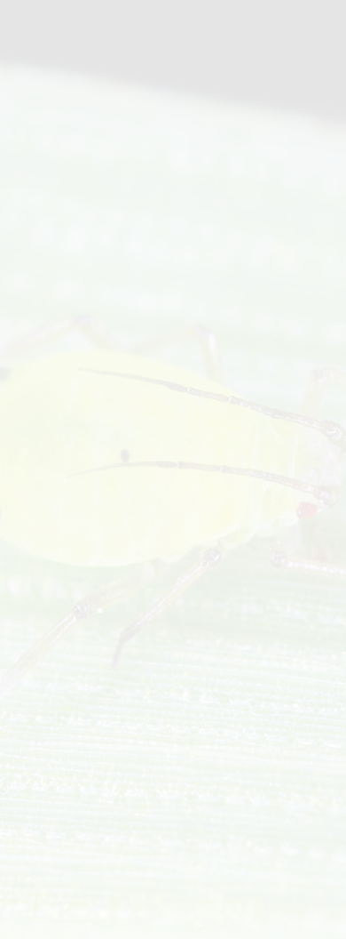 English grain aphid (Sitobion avenae) wingless nymph on barley stem with black background.