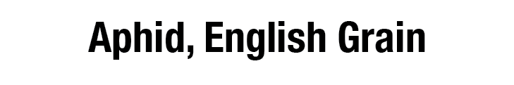 Aphid, English Grain
