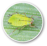 English grain aphid (Sitobion avenae) wingless nymph on barley stem with black background.