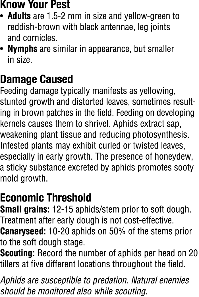 ​Know Your Pest​ • Adults are 1.5 2 mm in size and yellow green to reddish brown with black antennae, leg joints and ...