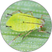 English grain aphid (Sitobion avenae) wingless nymph on barley stem with black background.