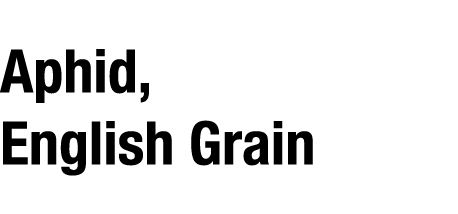 Aphid, English Grain