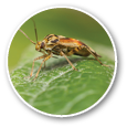 The tarnished plant bug in detail (Lygus lineolaris)