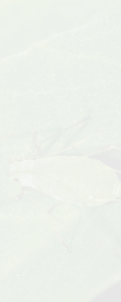 Close up crop of Pea aphids on Fenugreek a herb grown for leaves or seeds