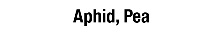 Aphid, Pea
