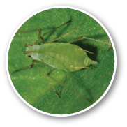 Close up crop of Pea aphids on Fenugreek a herb grown for leaves or seeds