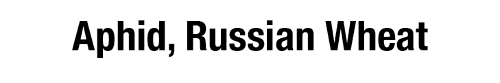 Aphid, Russian Wheat