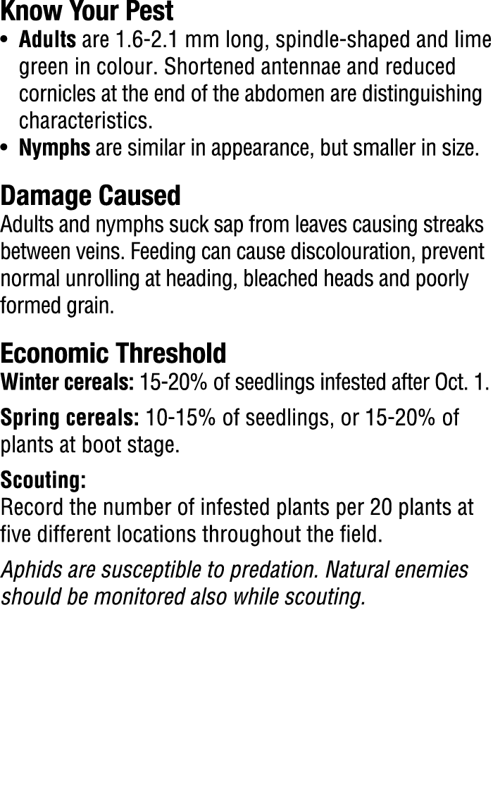 Know Your Pest​ • Adults are 1.6 2.1 mm long, spindle shaped and lime green in colour. Shortened antennae and reduced...
