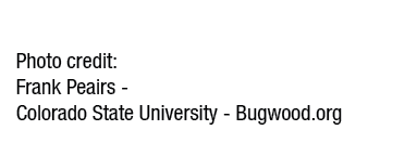 Photo credit: Frank Peairs Colorado State University Bugwood.org