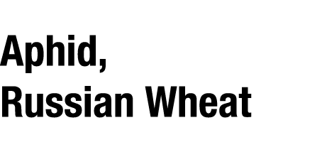 Aphid, Russian Wheat