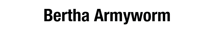 Bertha Armyworm