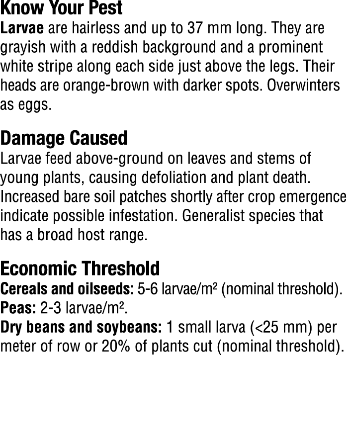 Know Your Pest​ Larvae are hairless and up to 37 mm long. They are grayish with a reddish background and a prominent ...