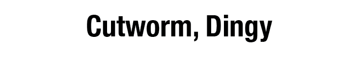 Cutworm, Dingy