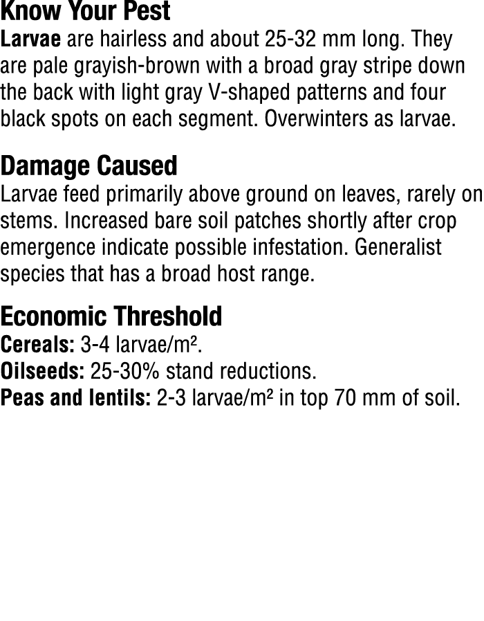Know Your Pest​ Larvae are hairless and about 25 32 mm long. They are pale grayish brown with a broad gray stripe dow...