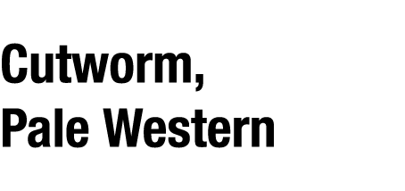 Cutworm, Pale Western