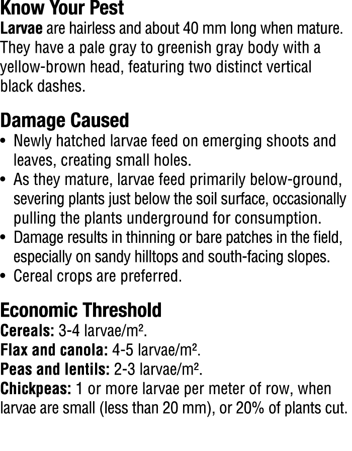 Know Your Pest​ Larvae are hairless and about 40 mm long when mature. They have a pale gray to greenish gray body wit...