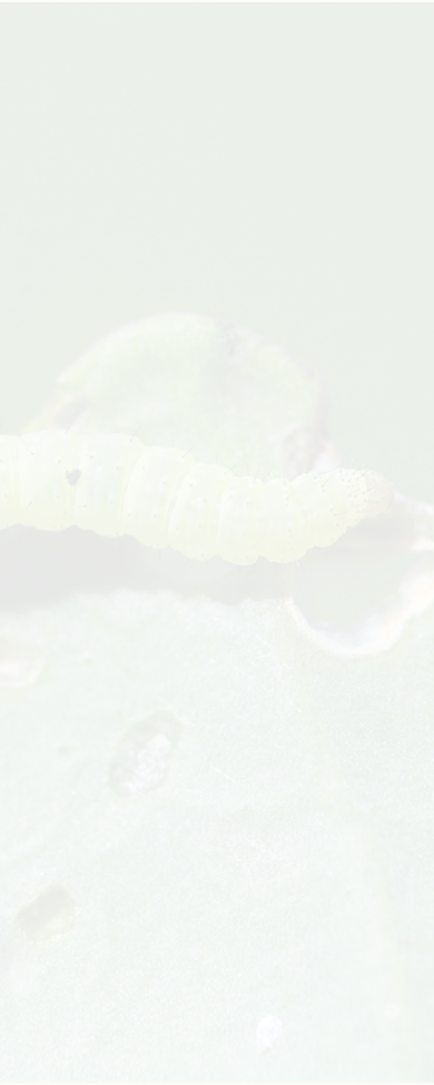 Young diamondback moth Plutella xylostella caterpillar feeding on cabbage.