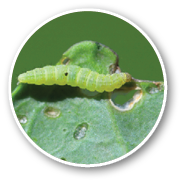 Young diamondback moth Plutella xylostella caterpillar feeding on cabbage.