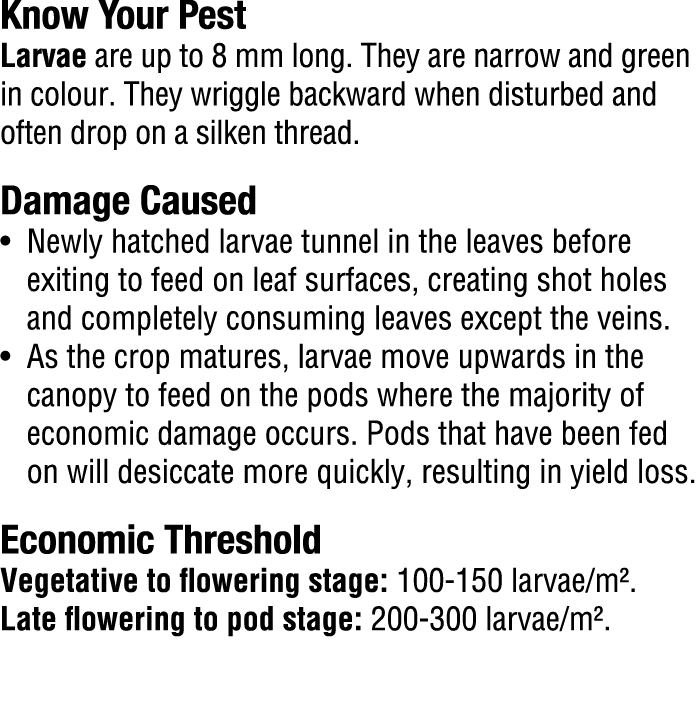 Know Your Pest​ Larvae are up to 8 mm long. They are narrow and green in colour. They wriggle backward when disturbed...