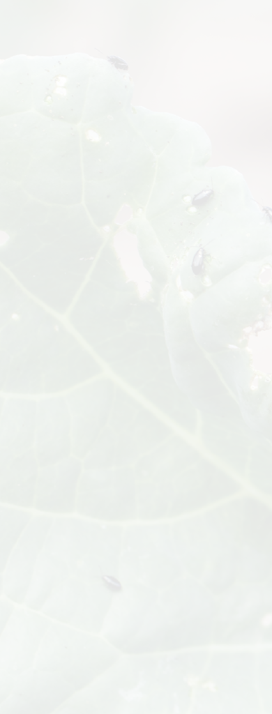 Damaged leaves of oilseed rape (canola) by Cabbage Stem Flea beetle (Psylliodes chrysocephala).