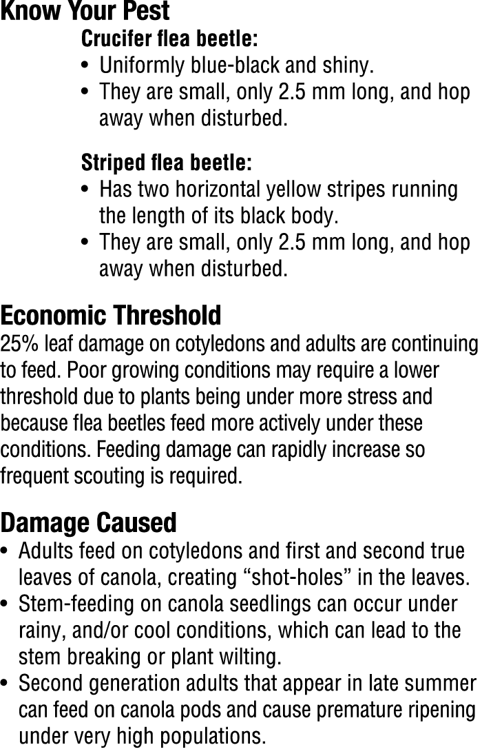 Know Your Pest​ Crucifer flea beetle: • Uniformly blue black and shiny. • They are small, only 2.5 mm long, and hop a...