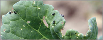 Damaged leaves of oilseed rape (canola) by Cabbage Stem Flea beetle (Psylliodes chrysocephala).