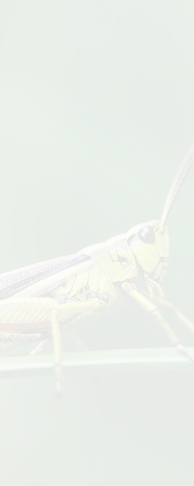 Large marsh grasshopper (Stethophyma grossum), a threatened insect species typical for wet meadow and marsh 