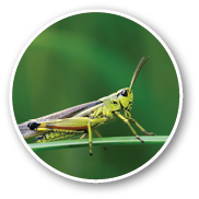 Large marsh grasshopper (Stethophyma grossum), a threatened insect species typical for wet meadow and marsh 
