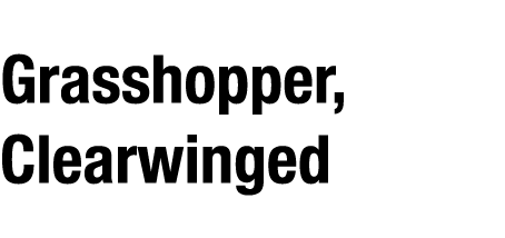 Grasshopper, Clearwinged