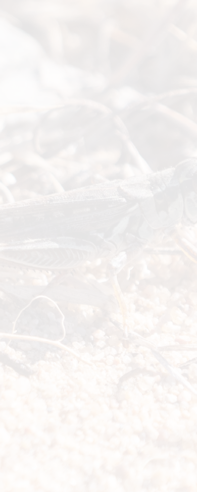 Migratory Grasshopper