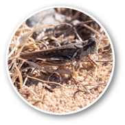 Migratory Grasshopper