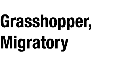 Grasshopper, Migratory