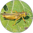 A Two-striped Grasshopper resting on a leaf damaged by a high grasshopper density in the Colorado countryside.