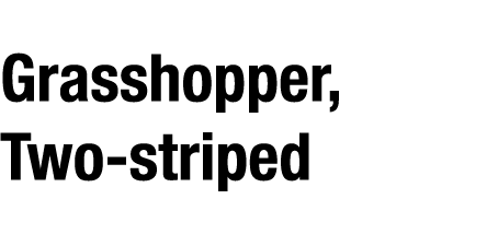 Grasshopper, Two striped