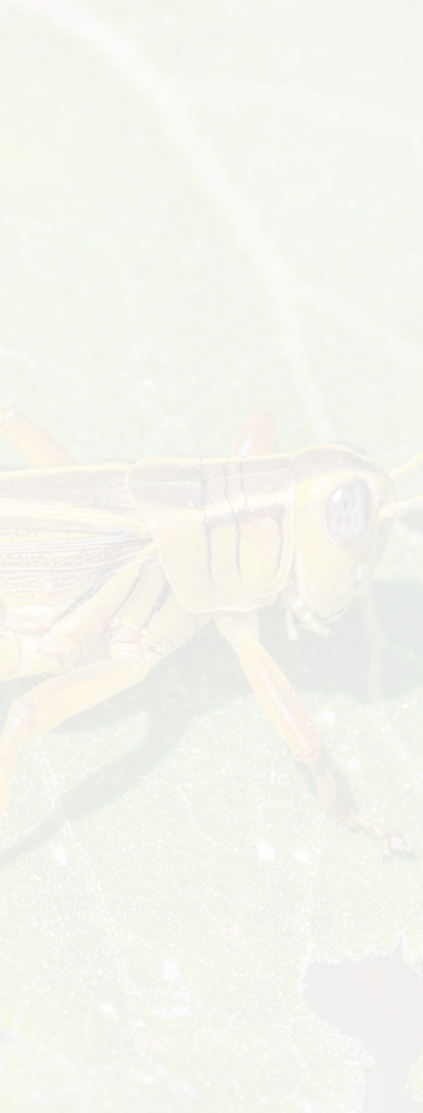 A Two-striped Grasshopper resting on a leaf damaged by a high grasshopper density in the Colorado countryside.