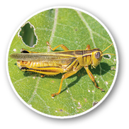 A Two-striped Grasshopper resting on a leaf damaged by a high grasshopper density in the Colorado countryside.