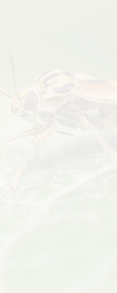 The tarnished plant bug in detail (Lygus lineolaris)