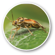 The tarnished plant bug in detail (Lygus lineolaris)