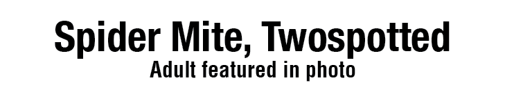 Spider Mite, Twospotted Adult featured in photo