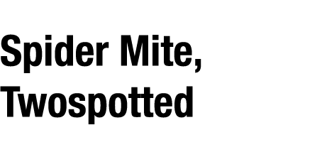 Spider Mite, Twospotted
