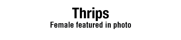 Thrips Female featured in photo